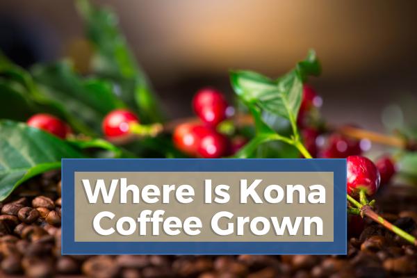 Where Is Kona Coffee Grown Exploring Hawaiia #39 s Coffee Region